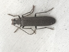 Calopus angustus