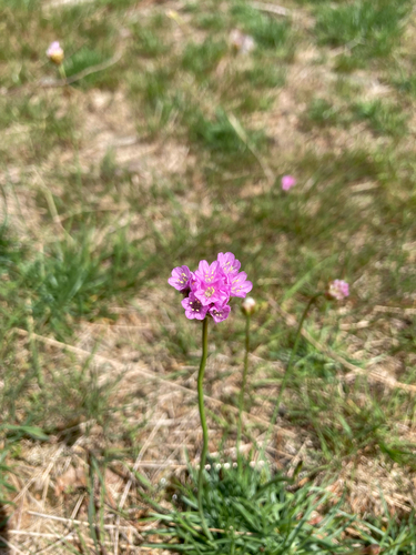 Sea Thrift