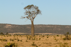 Brachychiton rupestris