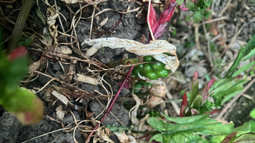 Cuckoo-pint