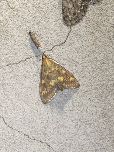 European Corn Borer Moth