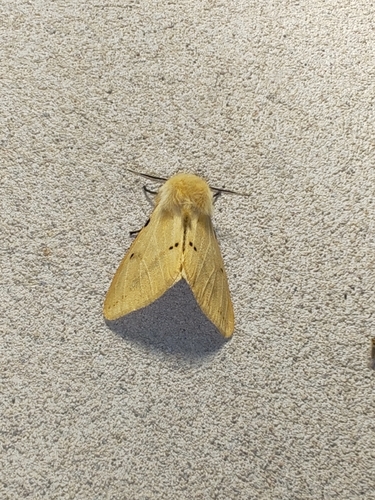 Buff Ermine