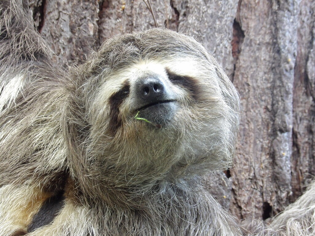 Brown-Throated Sloth