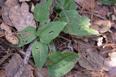 Smilax subpubescens