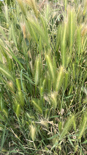wall barley