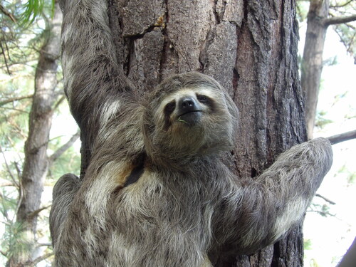 Brown-throated three-toed sloth