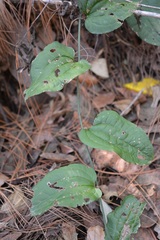 Smilax subpubescens