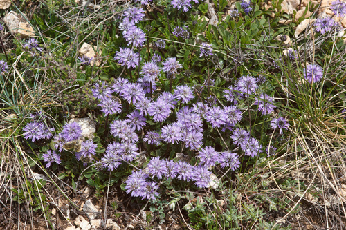 Globularia meridionalis (Podp.) O.Schwarz