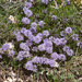 Globularia meridionalis - Photo (c) Sarah Gregg，保留部份權利CC BY-NC-SA