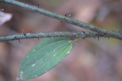 Smilax subpubescens