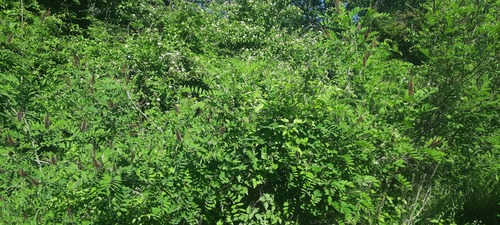 false indigo bush