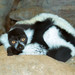 Ruffed Lemurs - Photo (c) leamaimone, some rights reserved (CC BY-NC-SA)