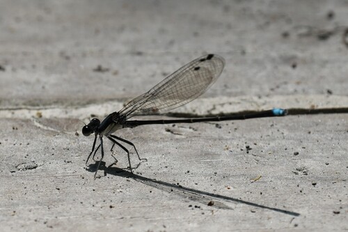 Blue-tipped Dancer