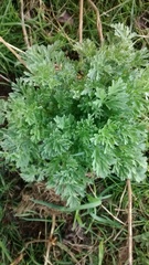Artemisia vulgaris