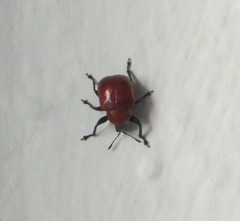 Attelabinae