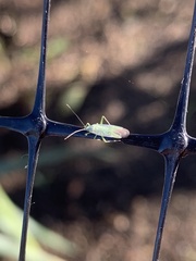 Miridae