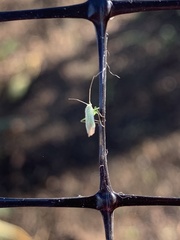 Miridae