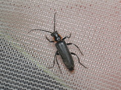 Cantharis xanthoporpa