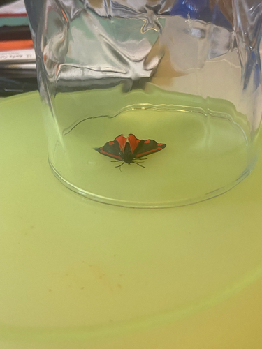 Cinnabar moth
