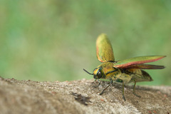 Chrysochroinae