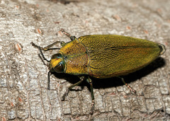 Chrysochroinae