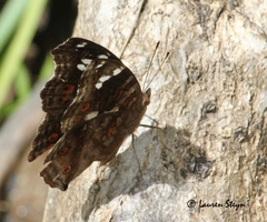 Junonia natalica