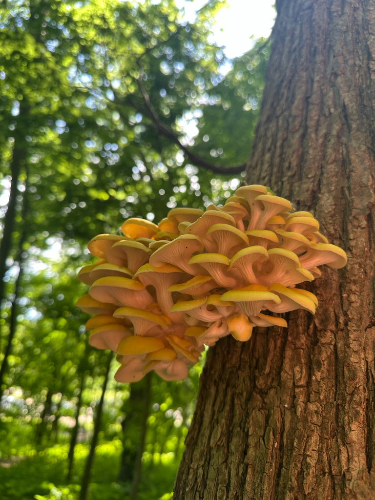 Golden Oyster Mushroom · May 2026 · photo: Photo: (c) Evan Harms, some rights reserved (CC BY) · iNaturalist