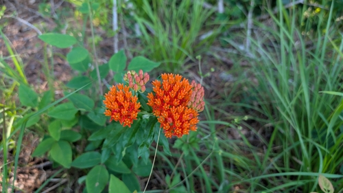 butterfly milkweed