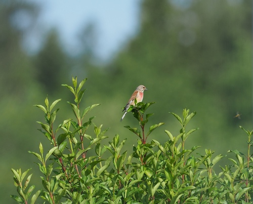 Eurasian Linnet