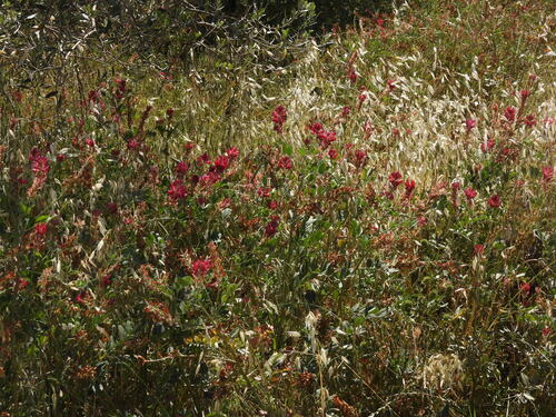 French Honeysuckle