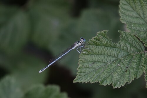 Blue Featherleg
