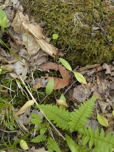 yellow trout lily