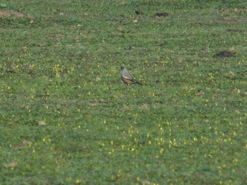 Chocolate-vented Tyrant (Neoxolmis rufiventris), photo 6