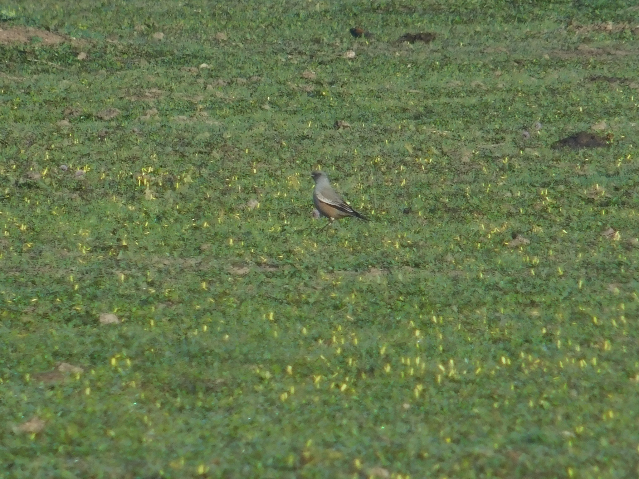 Chocolate-vented Tyrant (Neoxolmis rufiventris), photo 7