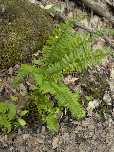 Christmas fern