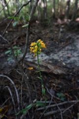 Platanthera cristata