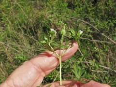 Geranium texanum