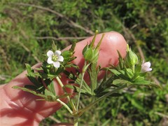 Geranium texanum