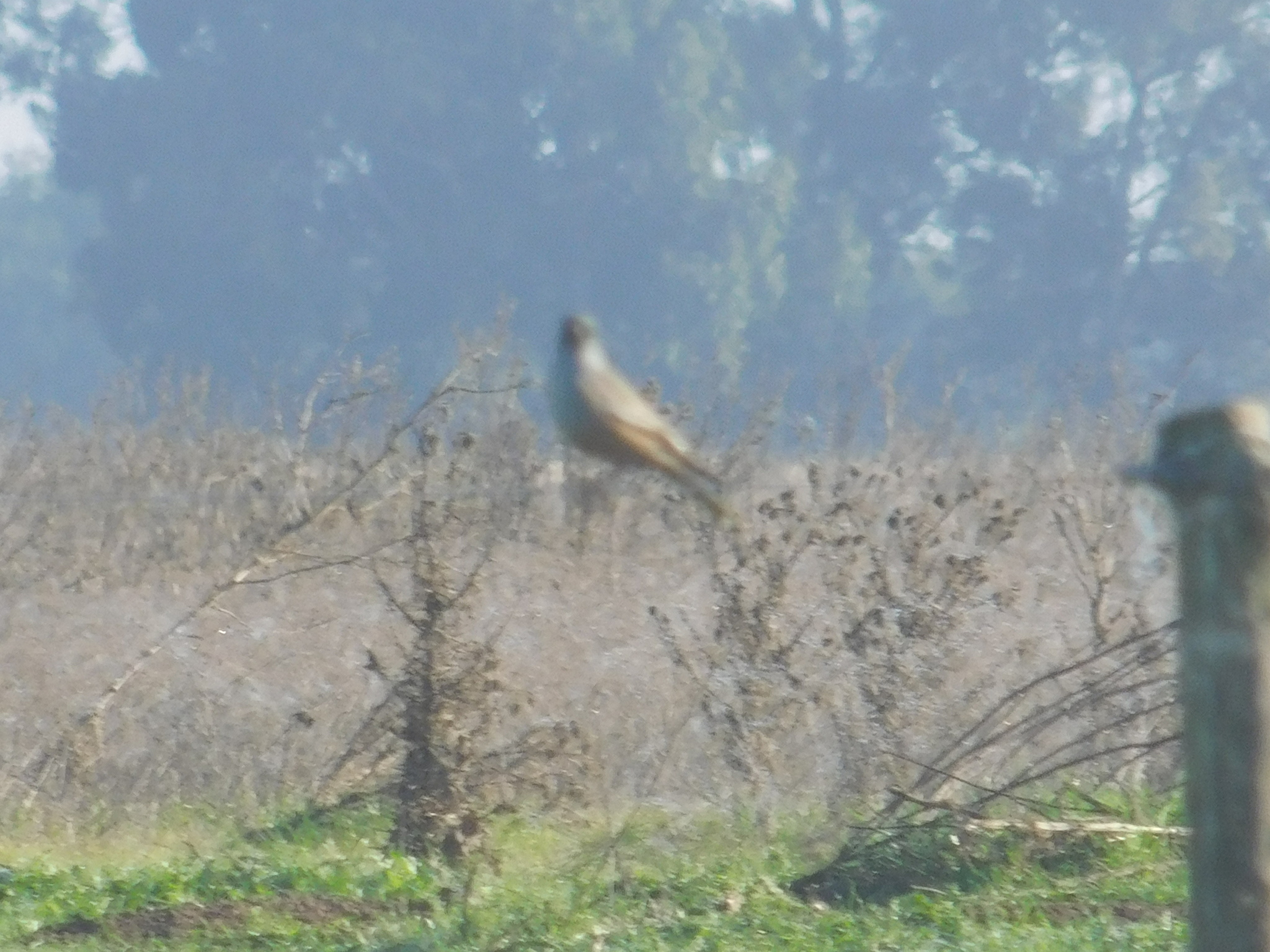 Chocolate-vented Tyrant (Neoxolmis rufiventris), photo 6