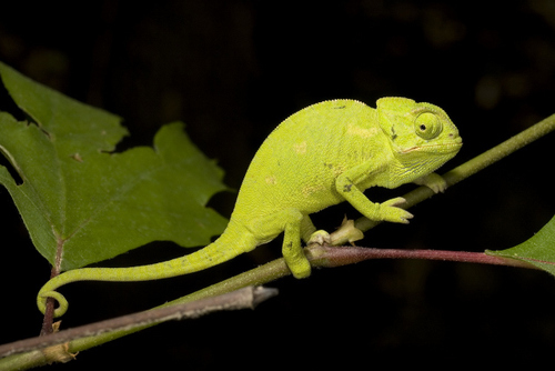 Common Chameleon
