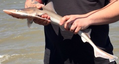 Mustelus henlei