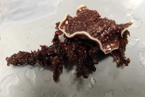 Representative image of Mesophyllumaceae