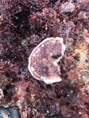 Mesophyllum lichenoides