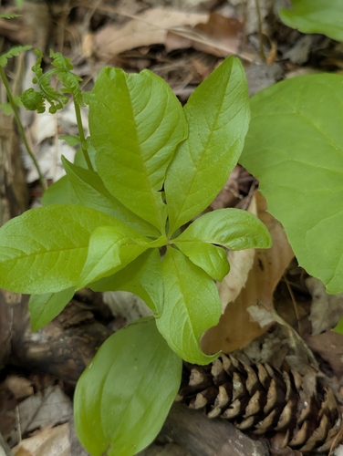 northern starflower