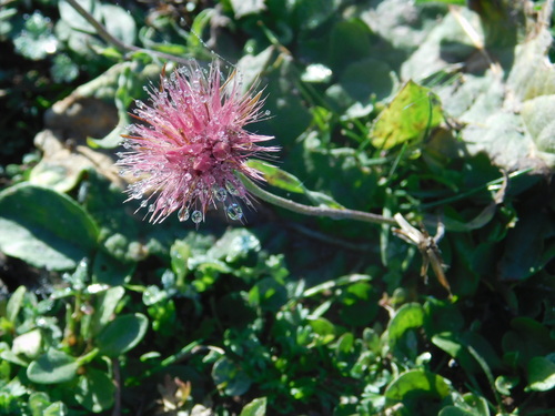 Noticastrum diffusum