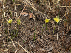 Pulsatilla patens