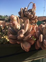 Pachyphytum