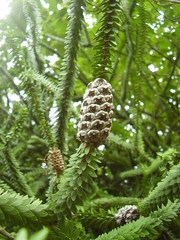 Melaleuca diosmifolia