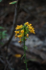 Platanthera cristata
