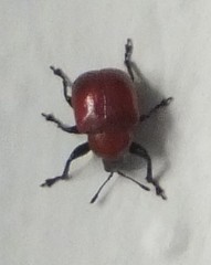 Attelabinae